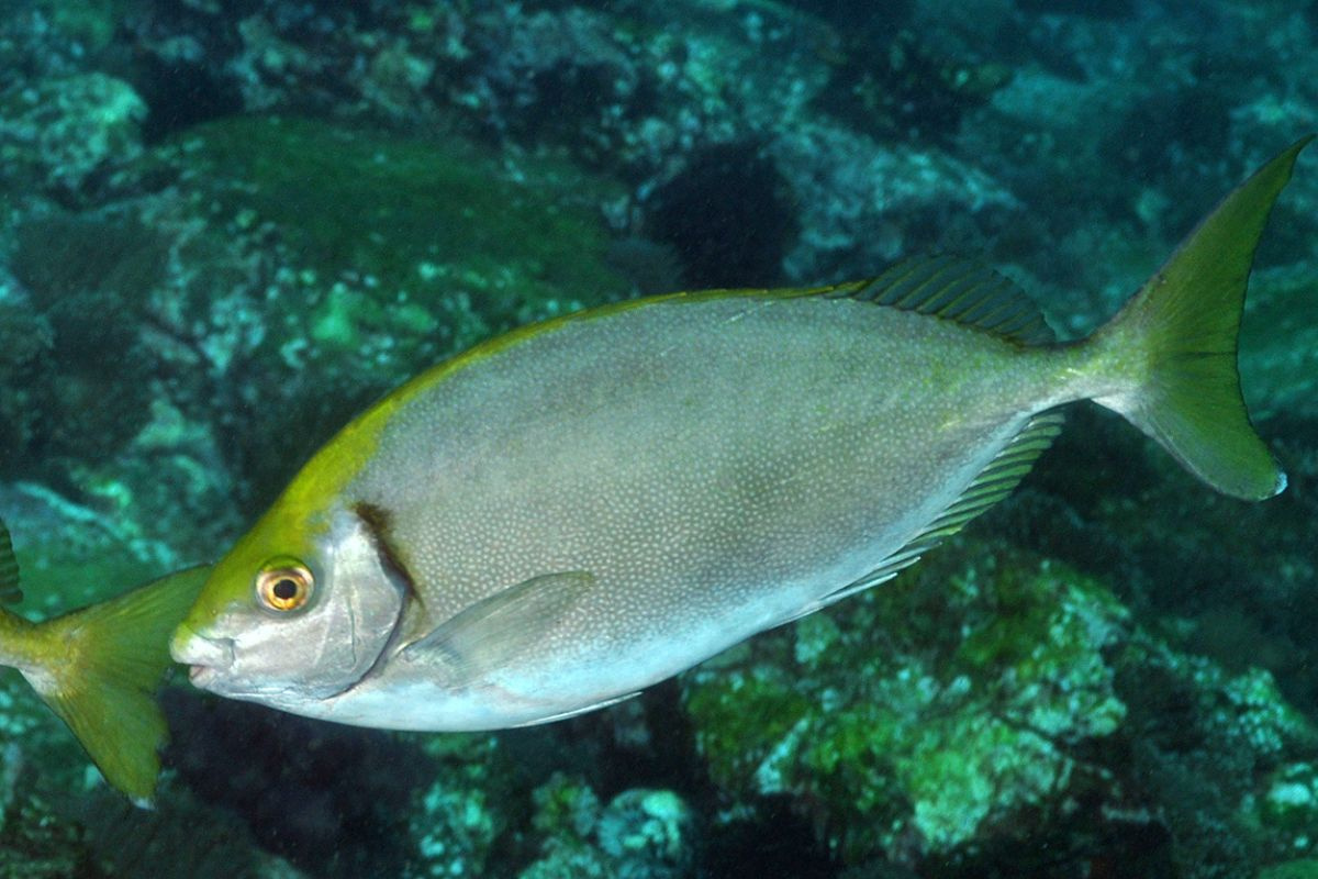 Cá kình (Cá dìa)